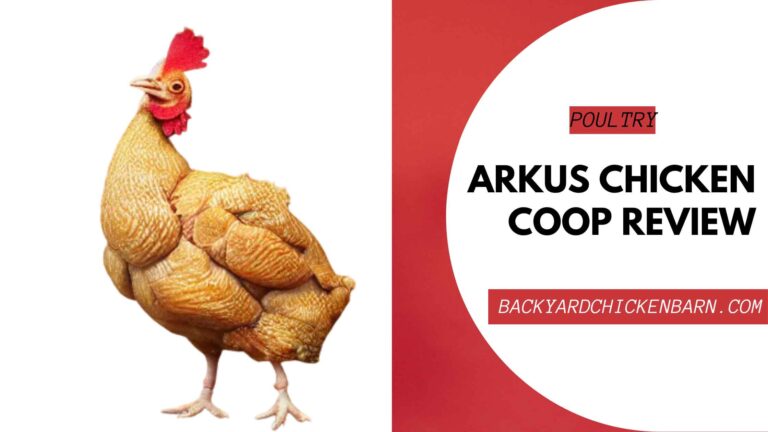 Arkus Chicken Coop Review [INFORMATIVE]