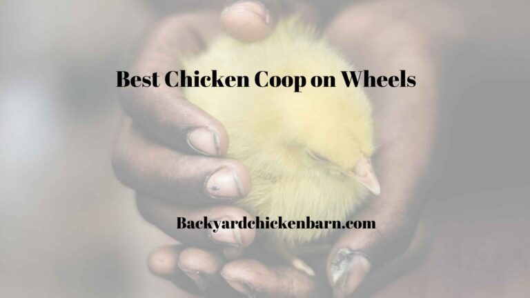 The 7 Best Chicken Coop on Wheels