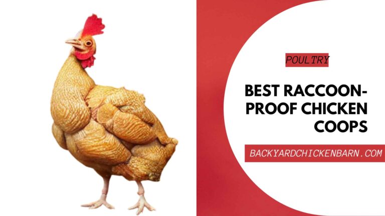 OUR SELECTION – Best Raccoon-Proof Chicken Coops