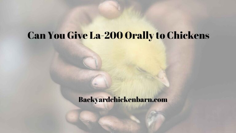 Can You Give La-200 Orally to Chickens? [LEARN MORE]