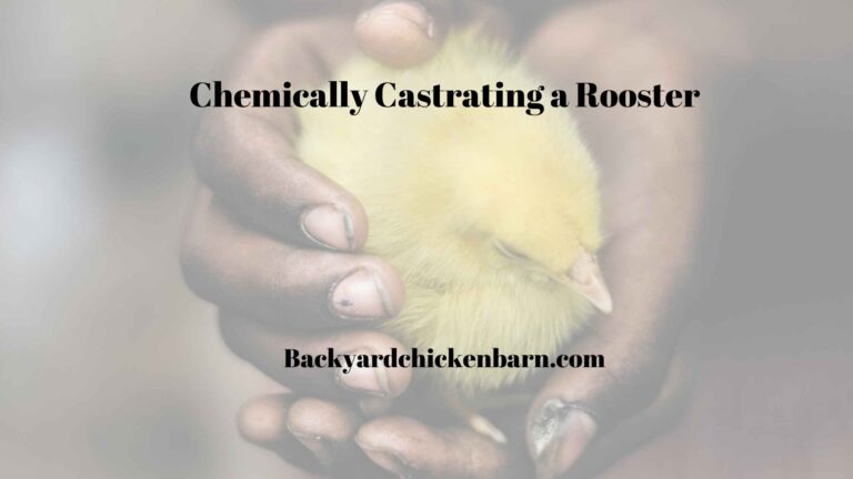 Chemically Castrating a Rooster – What to Know