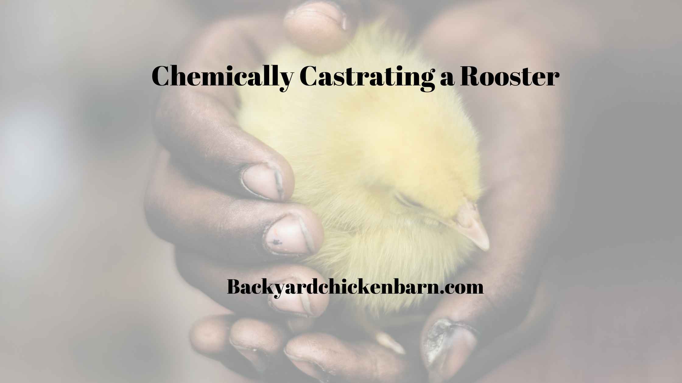 chemically castrating a rooster