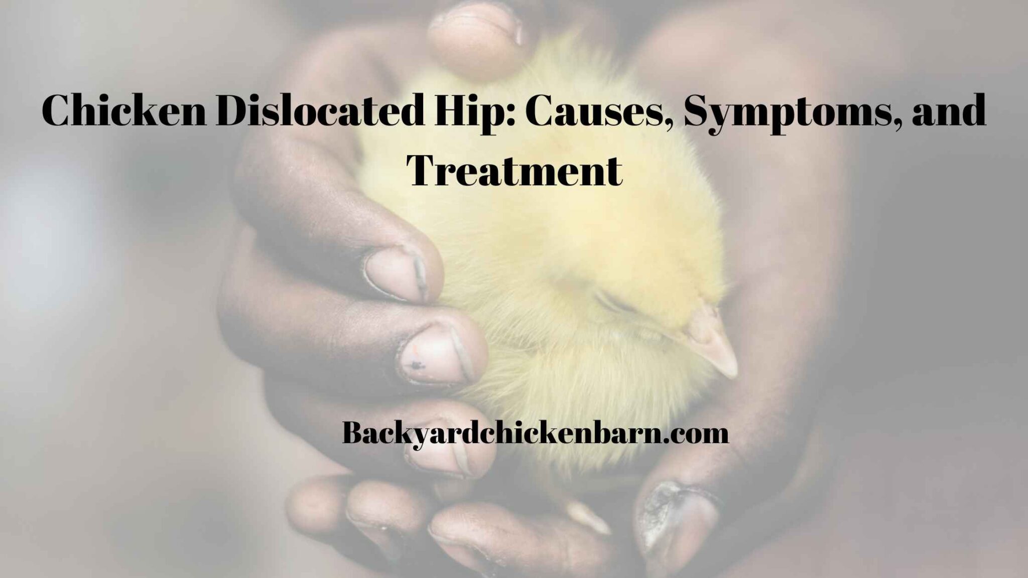 Chicken Dislocated Hip: Causes, Symptoms, and Treatment ...