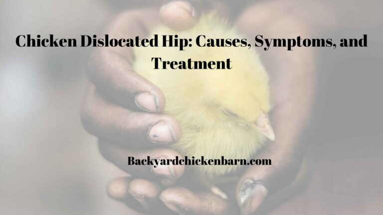 Chicken Dislocated Hip: Causes, Symptoms, and Treatment