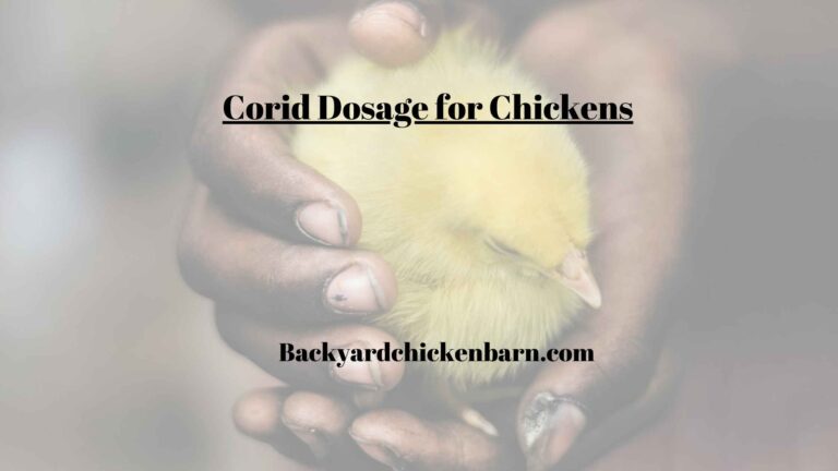 Corid Dosage for Chickens – Dosage Chart, Effects, Administration etc.