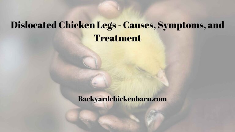 Dislocated Chicken Legs – Understanding and Addressing the Issue