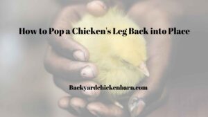 How to Pop a Chicken's Leg Back into Place