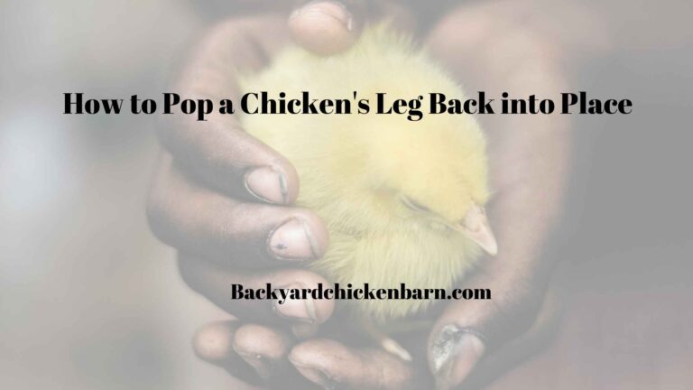 How to Pop a Chicken’s Leg Back into Place