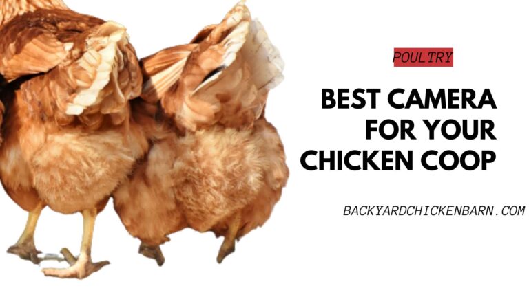 Finding the Best Camera for Your Chicken Coop: My Top Picks