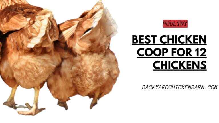 The Best Chicken Coop for 12 Chickens: My Top Picks