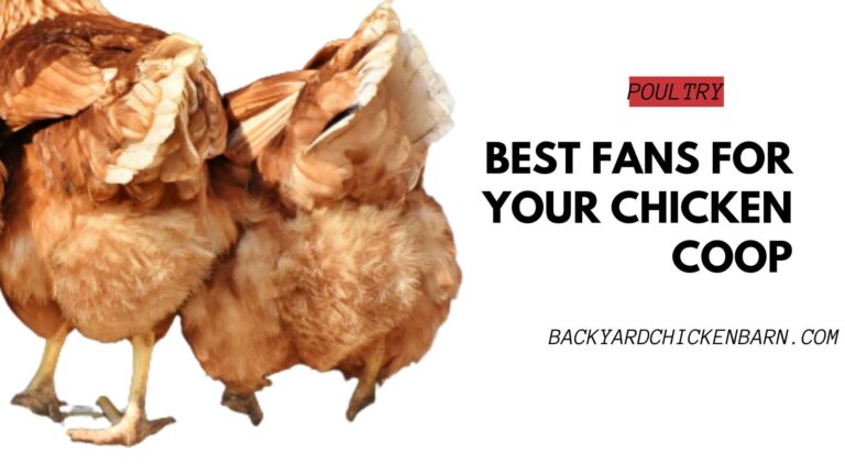 The Best Fans for Your Chicken Coop: Stay Cool and Keep Clucking
