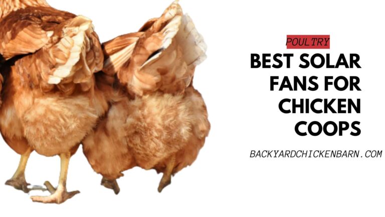 5 OF THE Best Solar Fans for Chicken Coops