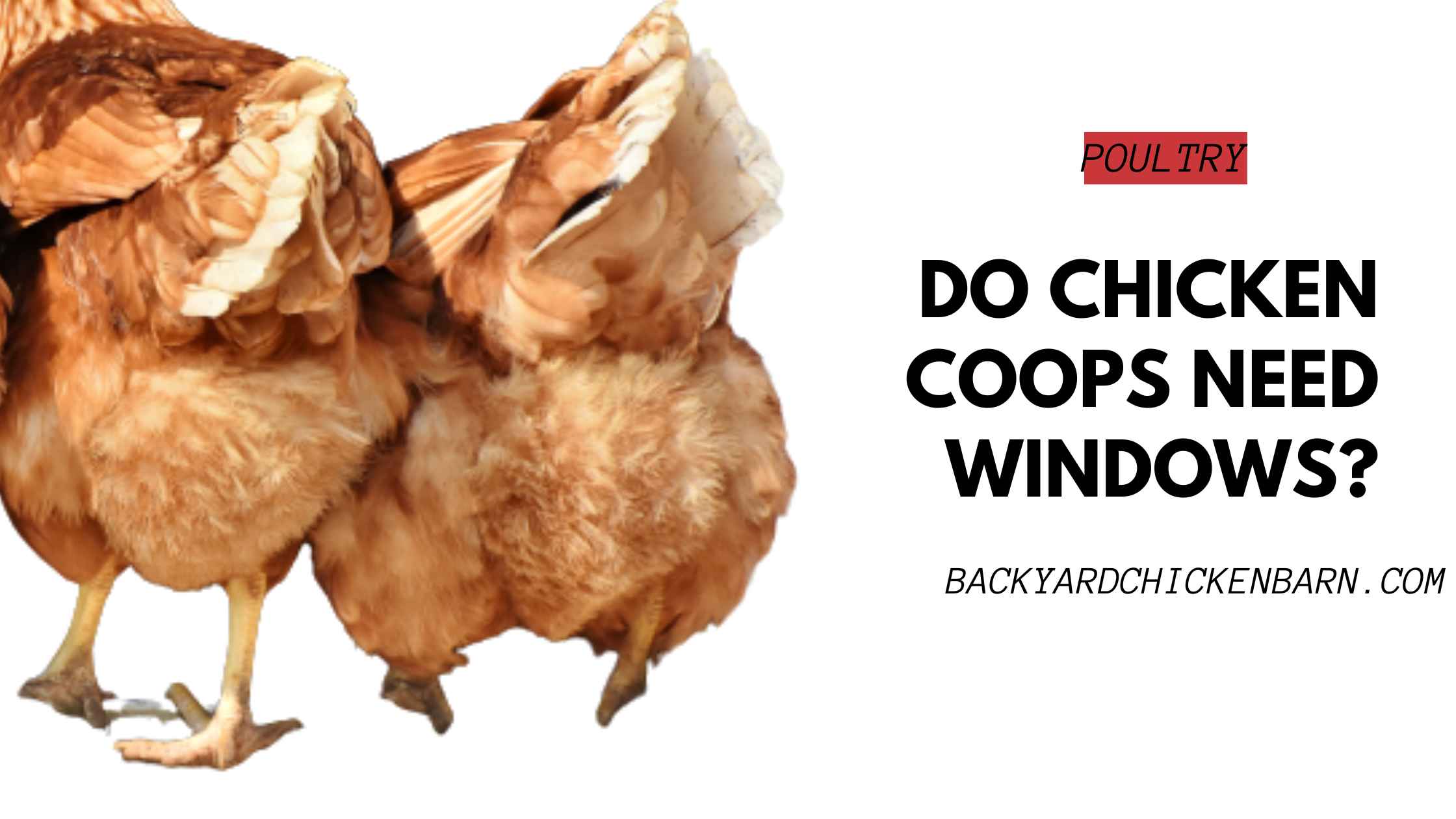 Do Chicken Coops Need Windows?