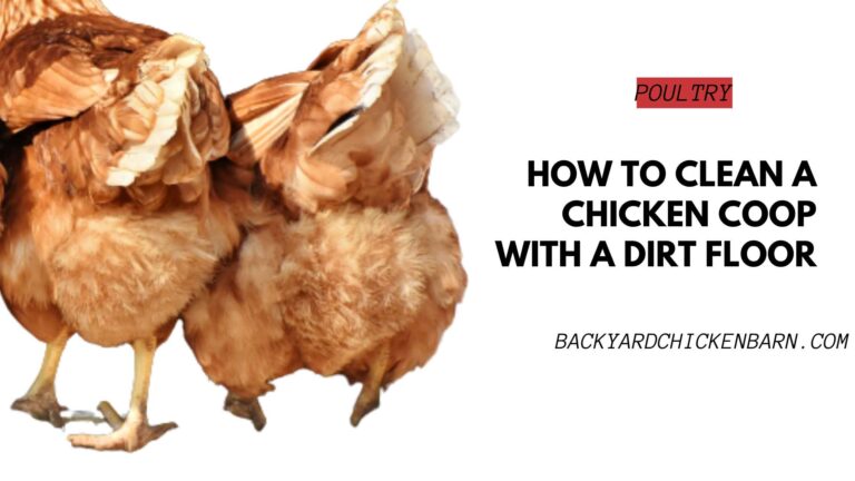How to Clean a Chicken Coop with a Dirt Floor