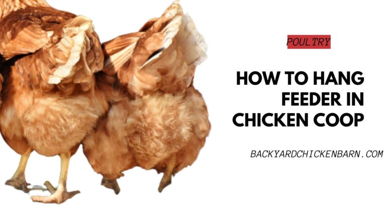 How to Hang Feeder in Chicken Coop