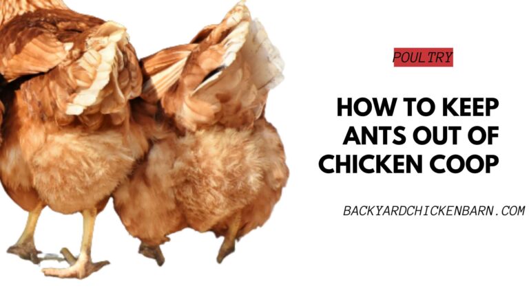How to Keep Ants Out of Chicken Coop