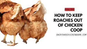 How to Keep Roaches out of Chicken Coop