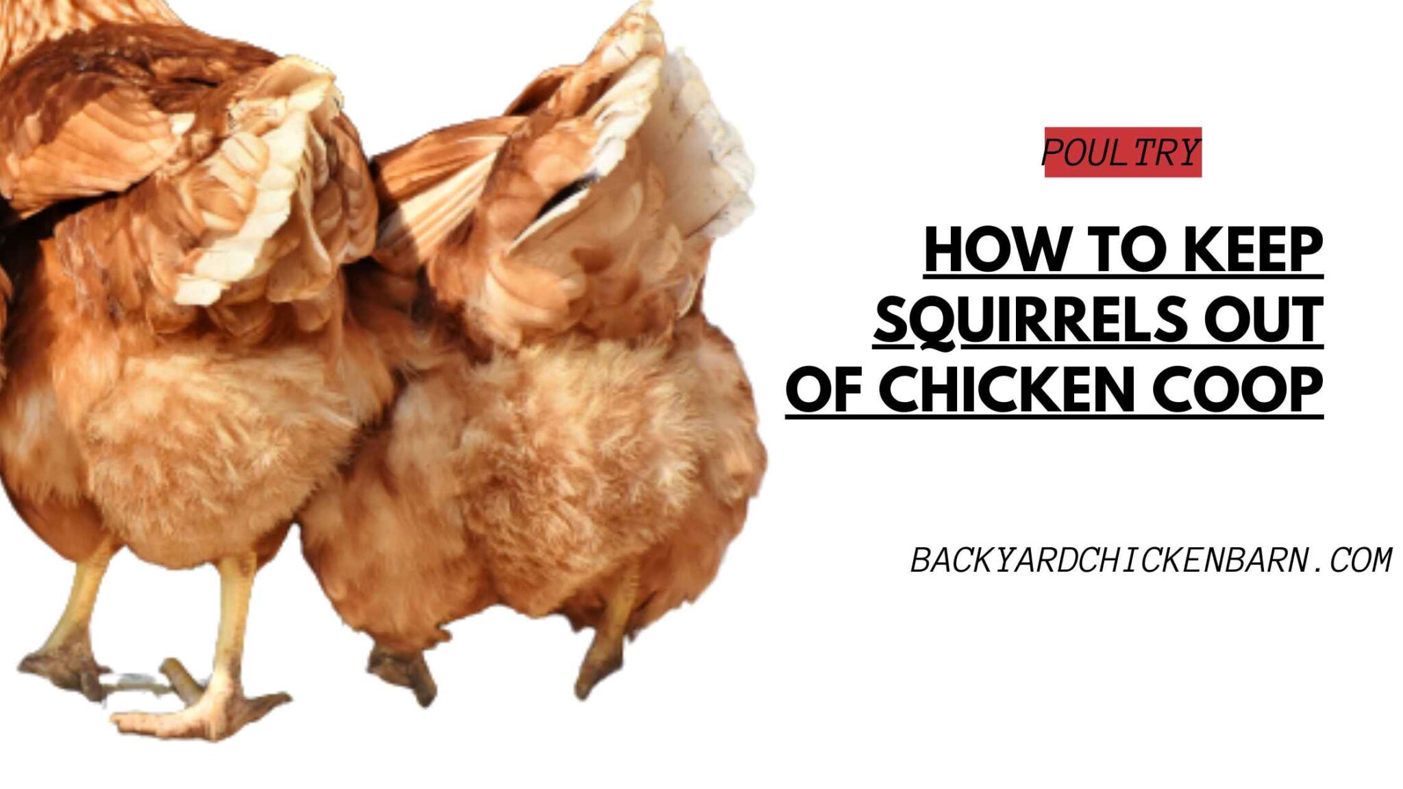 How to Keep Squirrels out of Chicken Coop