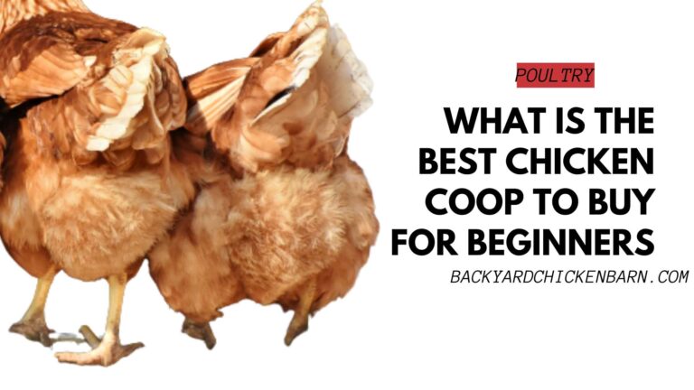 What is the Best Chicken Coop to Buy for Beginners?