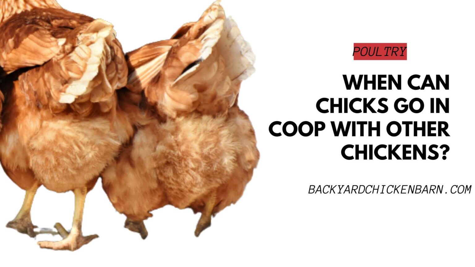 When Can Chicks Go in Coop with Other Chickens? [LEARN MORE