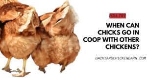 When Can Chicks Go in Coop with Other Chickens?