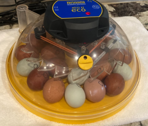 Brinsea Products Manual Egg Incubator