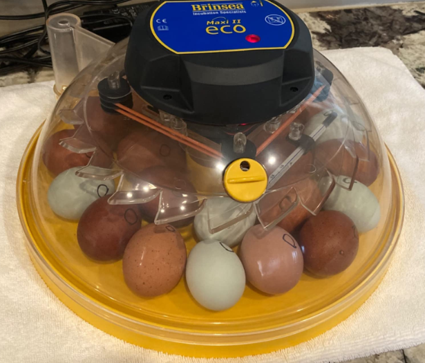 Best Incubator for Duck Eggs