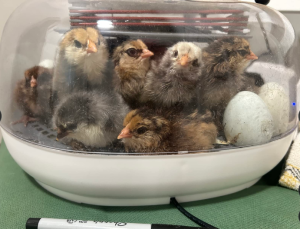 Manna Pro Harris Farms Nurture Right Egg Incubator for Hatching Chicks